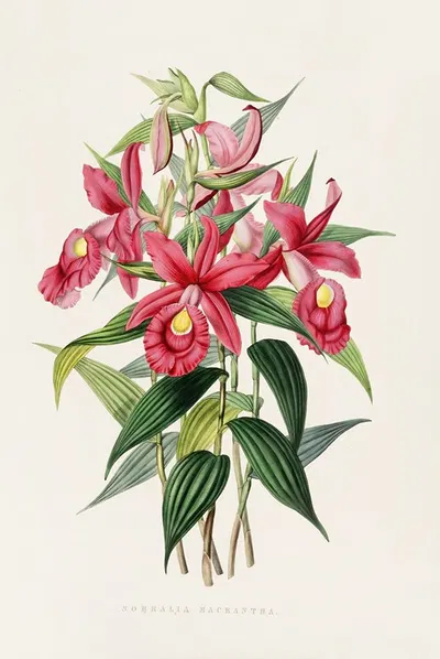Sobralia Macrantha by James Bateman, 1837-1843 — digital art print download