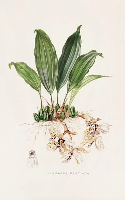 Stanhopea Martiana by James Bateman, 1837-1843 — digital art print download