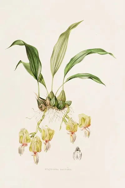 Stanhopea Saccata by James Bateman, 1837-1843 — digital art print download