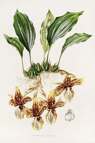 Stanhopea Tigrina by James Bateman, 1837-1843 — digital art print download