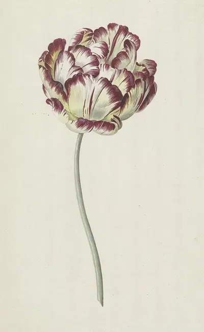 Tulp by Луи Мориц, 1783 — digital art print download