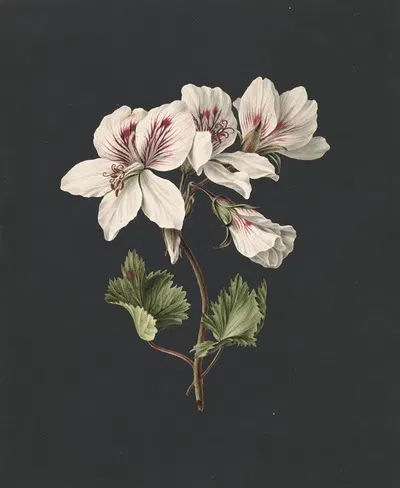 Pelargonium album bicolor by M. de Gijselaar, 1830 — digital art print download