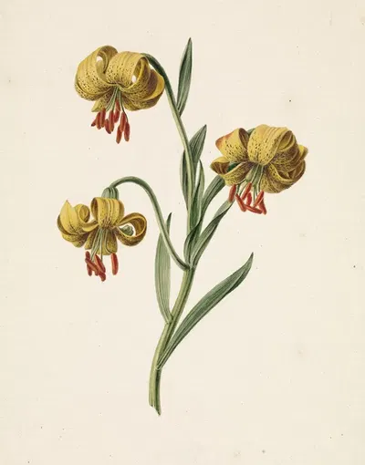 Tak met drie gele lelies by M. de Gijselaar, 1834 — digital art print download