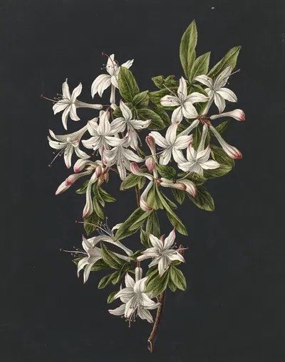 Tak van een bloeiende azalea by M. de Gijselaar, 1831 — digital art print download