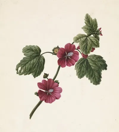 Takje met paarse bloemen by M. de Gijselaar, 1830 — digital art print download