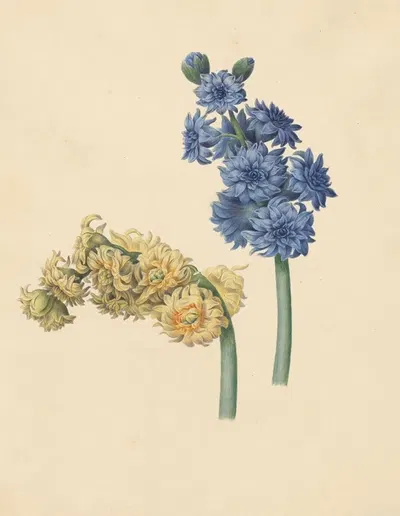 Twee hyacinten by Maria Margaretha van Os, 1823 — digital art print download