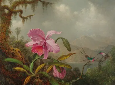 Orchids And Hummingbirds by Мартин Джонсон Хид — digital art print download