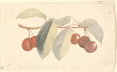 En gren med paradisæbler by П. К. Сковгорд, 1816 - 1875 — digital art print download