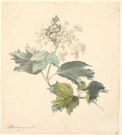 Kalkved. (Viburnum) by П. К. Сковгорд, 1816 - 1875 — digital art print download