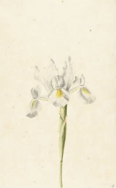 Witte iris by Pieter Withoos, 1664 — digital art print download