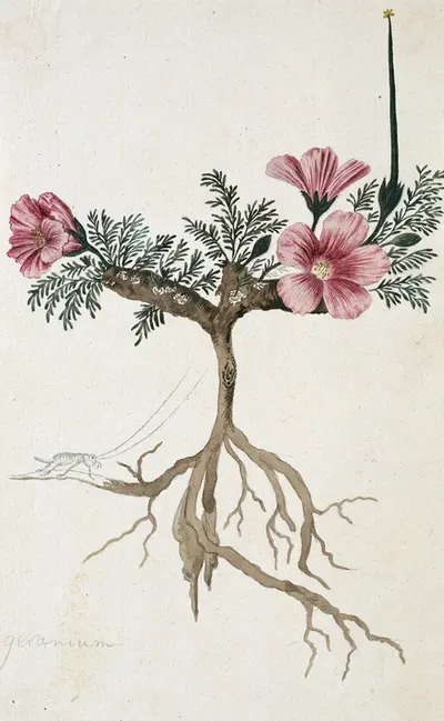 Monsonia multifidum E.Mey. ex Kunth (met een insect) by Robert Jacob Gordon — digital art print download