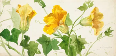 Squash or Pumpkin Plant by Sophia Louise Crownfield — digital art print download