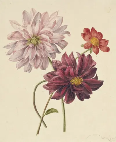 Dahlia's by Willem Hekking, 1806 — digital art print download