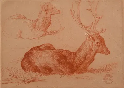 Cerf couché et étude de cerf by Jacques-Raymond Brascassat — digital art print download