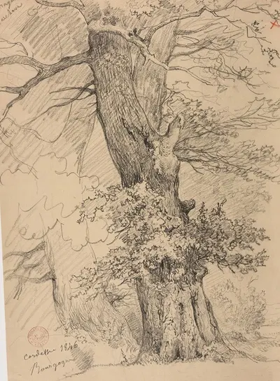 Étude d'arbre by Jacques-Raymond Brascassat, 1846 — digital art print download