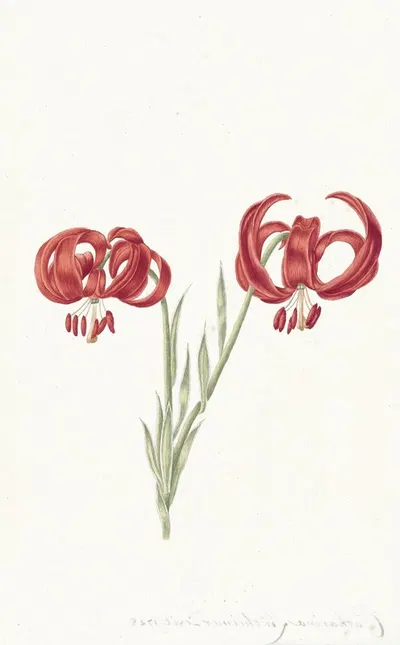 Rode lelie by Catharina Lintheimer, 1728 — digital art print download