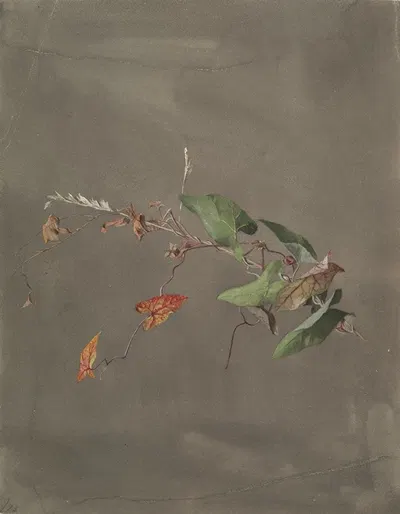 Bindweed by Fidelia Bridges, 1873 — digital art print download
