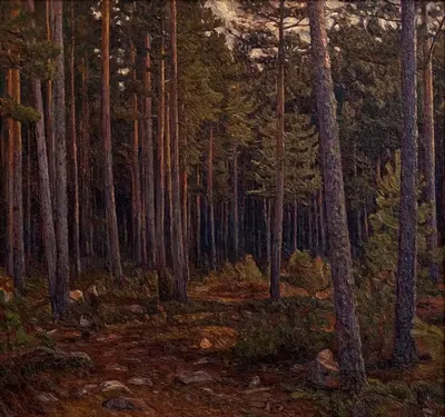 Interior of a Coniferous Forest by Herman Norrman, 1904 — digital art print download