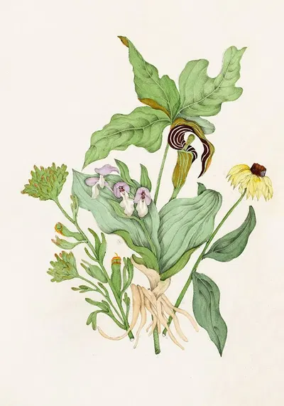 Indian Turnip, Showy Orchis, Painted Cup, Scarlet Cup, Cone Flower by Agnes Fitzgibbon, 1868 — digital art print download