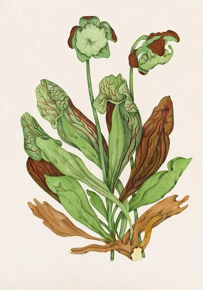 Pitcher Plant by Agnes Fitzgibbon, 1868 — digital art print download