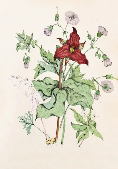 Squirrel Corn, Purple Trillium, Wild Crane's Bill, Star Flower Chickweed by Agnes Fitzgibbon, 1868 — digital art print…