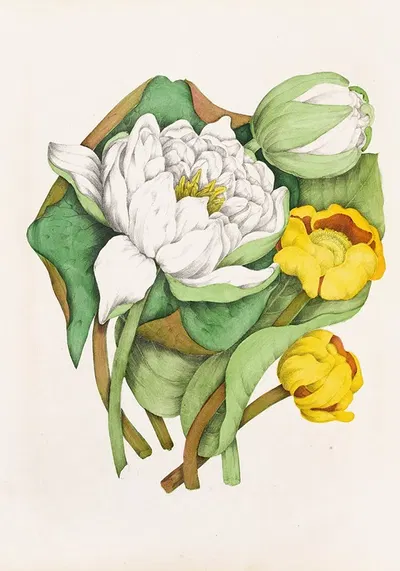 Sweet Scented Water Lily, Yellow Pond Lily by Agnes Fitzgibbon, 1868 — digital art print download