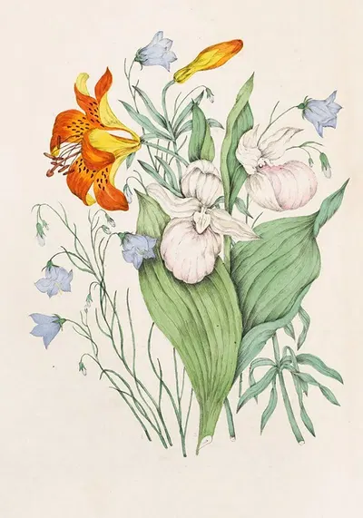 Wild Orange Lily, Canadian Harebell, Showy Lady’s Slipper by Agnes Fitzgibbon, 1868 — digital art print download