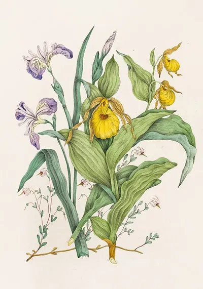Yellow Lady’s Slippers, Large Blue Flag, Small Cranberry by Agnes Fitzgibbon, 1868 — digital art print download