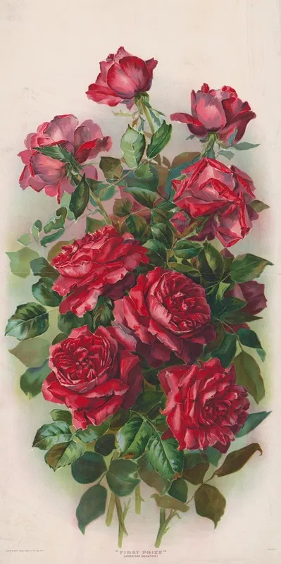 First prize (American Beauties) by Gray Litho. Co, 1901 — digital art print download