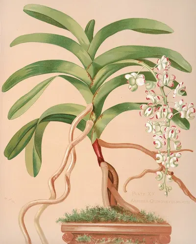 Aerides Quinquevulnerum by Harriet Stewart Miner, 1885 — digital art print download