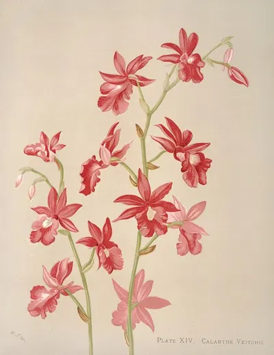 Calanthe Veitchii by Harriet Stewart Miner, 1885 — digital art print download