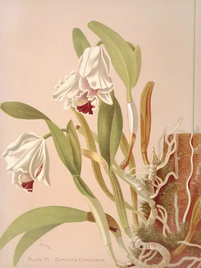 Cattleya Chocoensis by Harriet Stewart Miner, 1885 — digital art print download