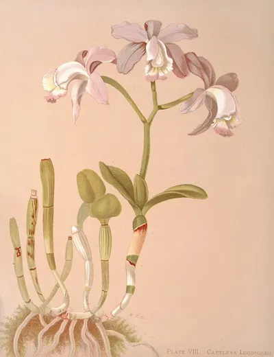 Cattleya Loddigesii. by Harriet Stewart Miner, 1885 — digital art print download