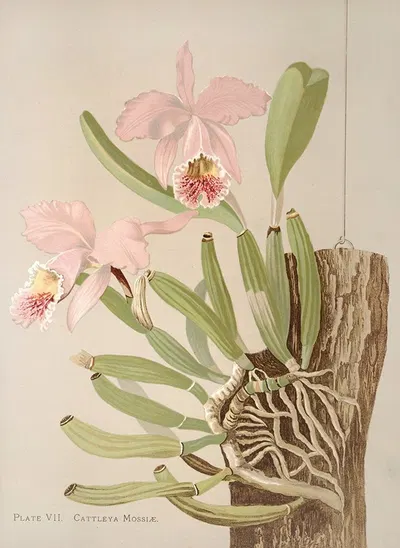 Cattleya Mosslae by Harriet Stewart Miner, 1885 — digital art print download