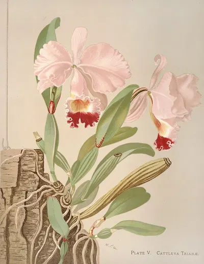 Cattleya Trianae by Harriet Stewart Miner, 1885 — digital art print download