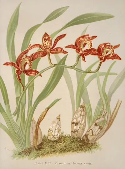 Cymbidium Hookerianum by Harriet Stewart Miner, 1885 — digital art print download