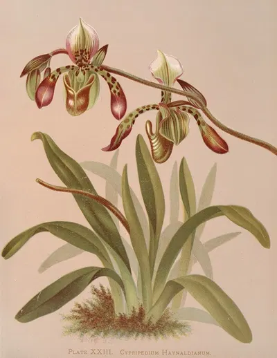 Cypripedium Haynaldianum by Harriet Stewart Miner, 1885 — digital art print download