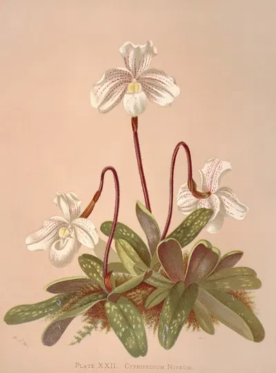Cypripedium Niveum by Harriet Stewart Miner, 1885 — digital art print download