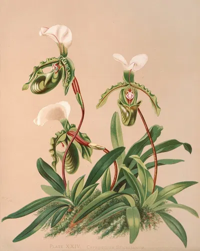 Cypripedium Spicerianum by Harriet Stewart Miner, 1885 — digital art print download