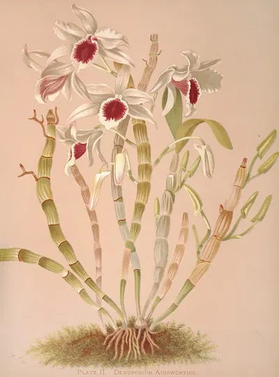 Dendrobium Ainsworthii by Harriet Stewart Miner, 1885 — digital art print download