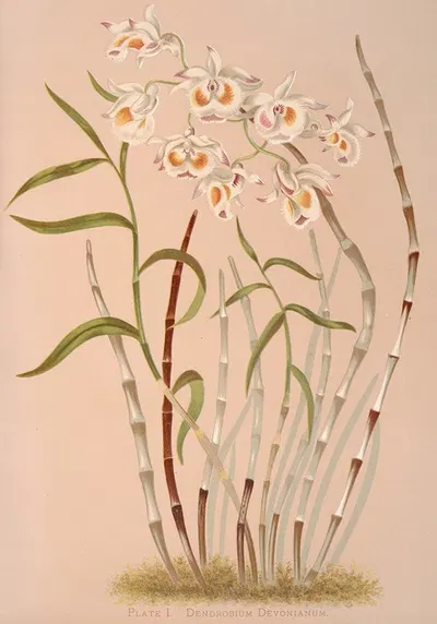 Dendrobium Devonianum by Harriet Stewart Miner, 1885 — digital art print download