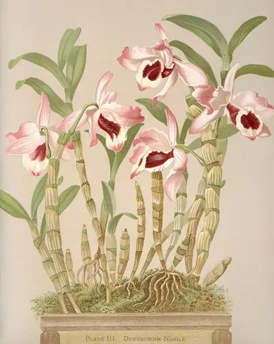 Dendrobium Nobile by Harriet Stewart Miner, 1885 — digital art print download