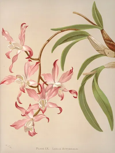 Laelia Autumnalis by Harriet Stewart Miner, 1885 — digital art print download