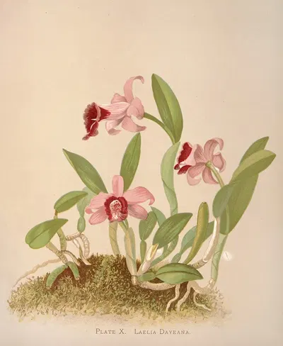 Laelia Dayeana by Harriet Stewart Miner, 1885 — digital art print download