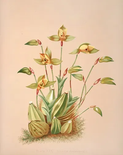 Lycaste Aromatica by Harriet Stewart Miner, 1885 — digital art print download