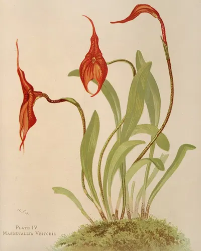Masdevallia Veitchii by Harriet Stewart Miner, 1885 — digital art print download