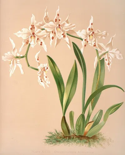 Odontoglossum Alexandrae by Harriet Stewart Miner, 1885 — digital art print download