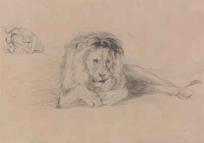Study of a Lion and Study of a Lioness' Head by Джон Фредерик Льюис, 1820 — digital art print download