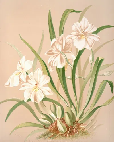 Odontoglossum Roezlii Album by Harriet Stewart Miner, 1885 — digital art print download