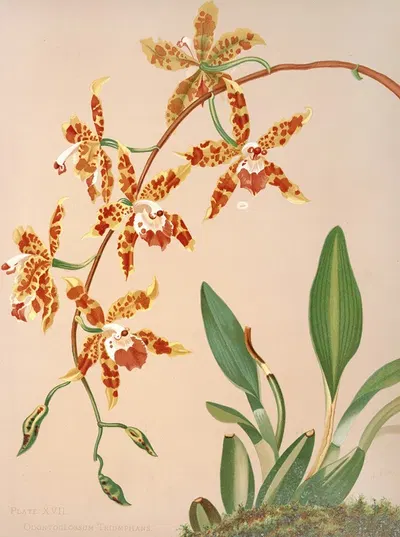 Odontoglossum Triumphans by Harriet Stewart Miner, 1885 — digital art print download